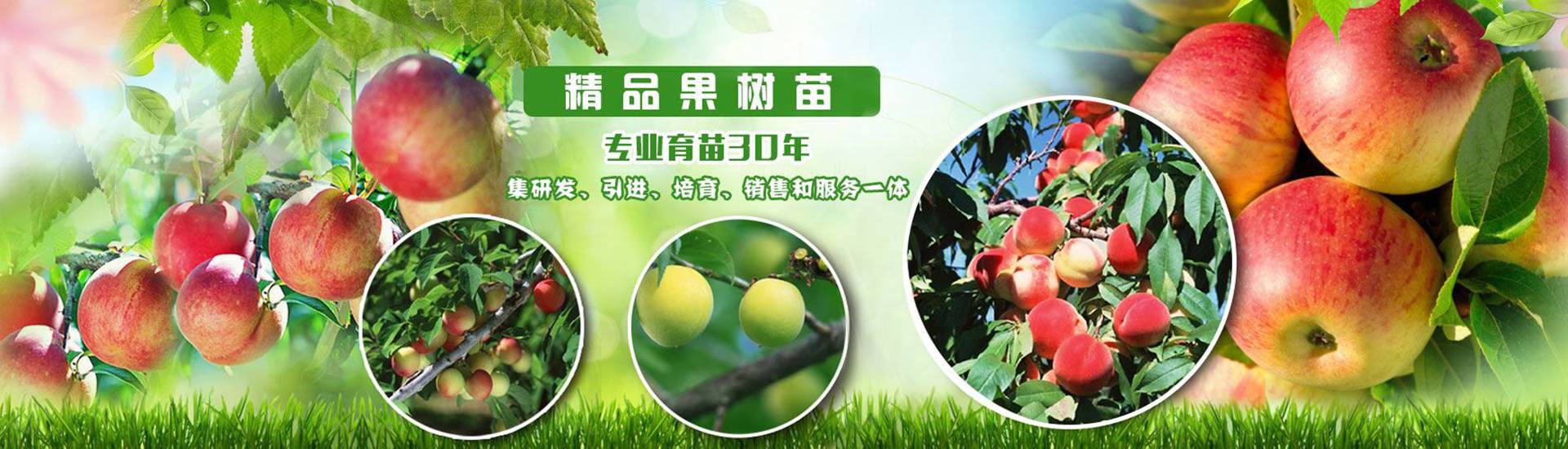 果樹苗基地
