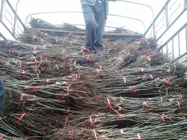 邢臺苗木公司核桃苗采購