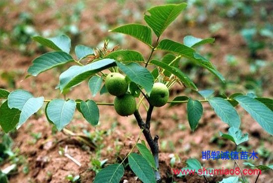 嫁接成活的核桃樹