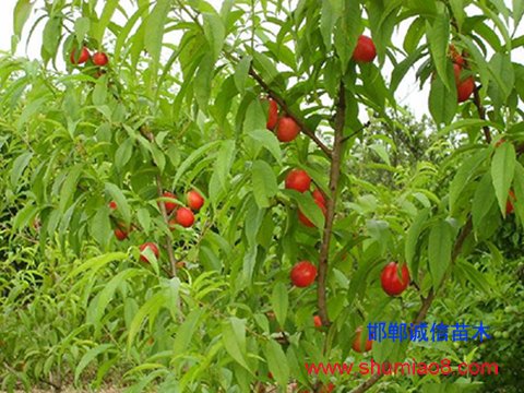 桃樹苗啥時栽好