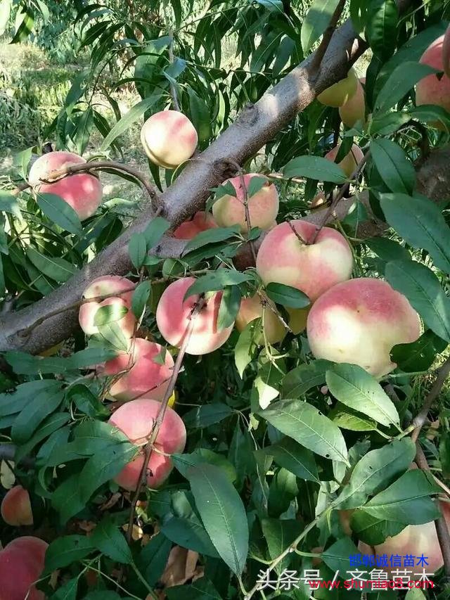桃樹根接—桃樹接苗快速直接定植技術，果農(nóng)朋友你不想試一下嗎？