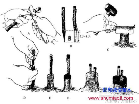 桃樹根接—桃樹接苗快速直接定植技術，果農(nóng)朋友你不想試一下嗎？