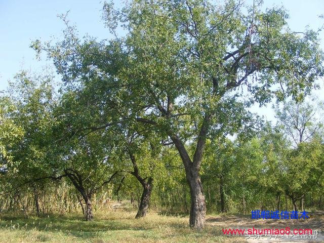 買(mǎi)棗樹(shù)苗需要注

意這些問(wèn)題！