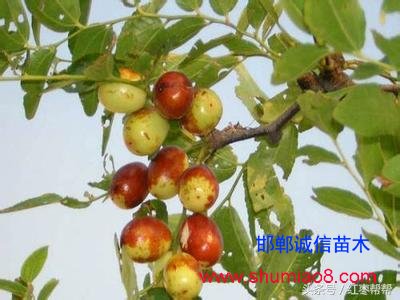 買(mǎi)棗樹(shù)苗需要注

意這些問(wèn)題！