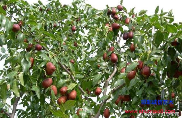 買(mǎi)棗樹(shù)苗需要注

意這些問(wèn)題！