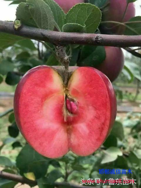 怎么區(qū)分紅肉蘋果苗真?zhèn)?？小編教你絕技！