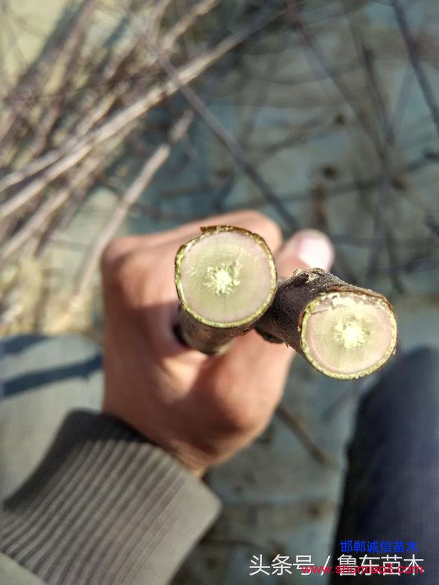 怎么區(qū)分紅肉蘋果苗真?zhèn)?？小編教你絕技！