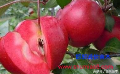 怎么區(qū)分紅肉蘋果苗真?zhèn)?？小編教你絕技！