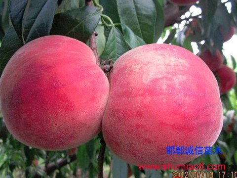 倉(cāng)方早生圖片