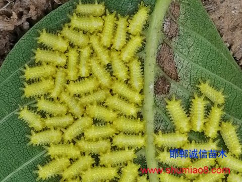 核桃芽接后防蟲(chóng)