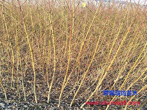 實(shí)生桃樹苗