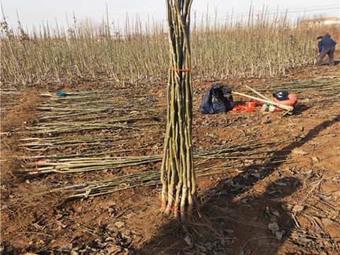 剛起苗的3公分核桃苗