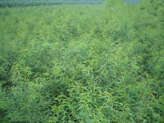 叢臺區(qū)1公分桃樹苗批發(fā)