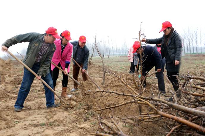 果農(nóng)正在種植蘋(píng)果苗