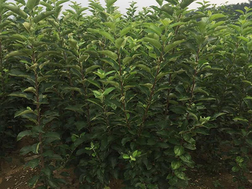 邯鄲哪有賣蘋果苗的？紅富士蘋果苗多少錢一顆？