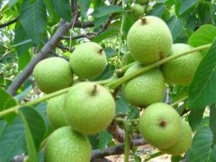 永年3公分核桃苗批發