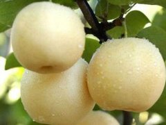 邯鄲梨樹苗批發