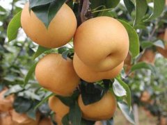 邯鄲2公分梨樹苗供應