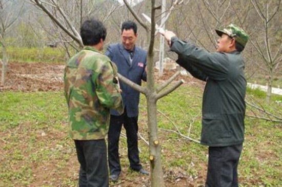 1一4年核桃樹如何修剪，分層修剪并處理背后枝
