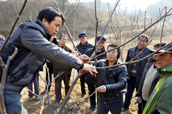 1一4年核桃樹如何修剪，分層修剪并處理背后枝