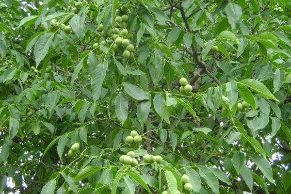 五畝核桃一年收入多少，附核桃種植條件（適宜的地區(qū)）