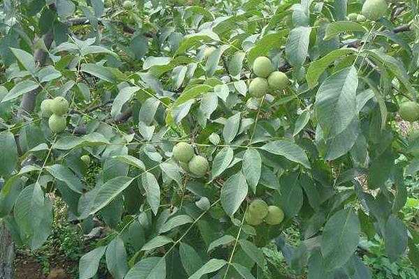 五畝核桃一年收入多少，附核桃種植條件（適宜的地區(qū)）